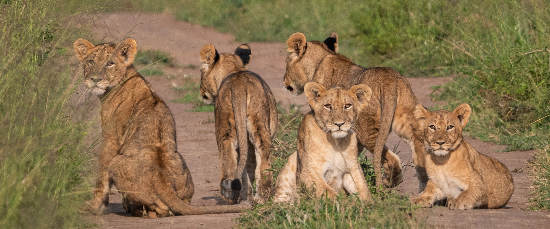 Akagera safari game drives