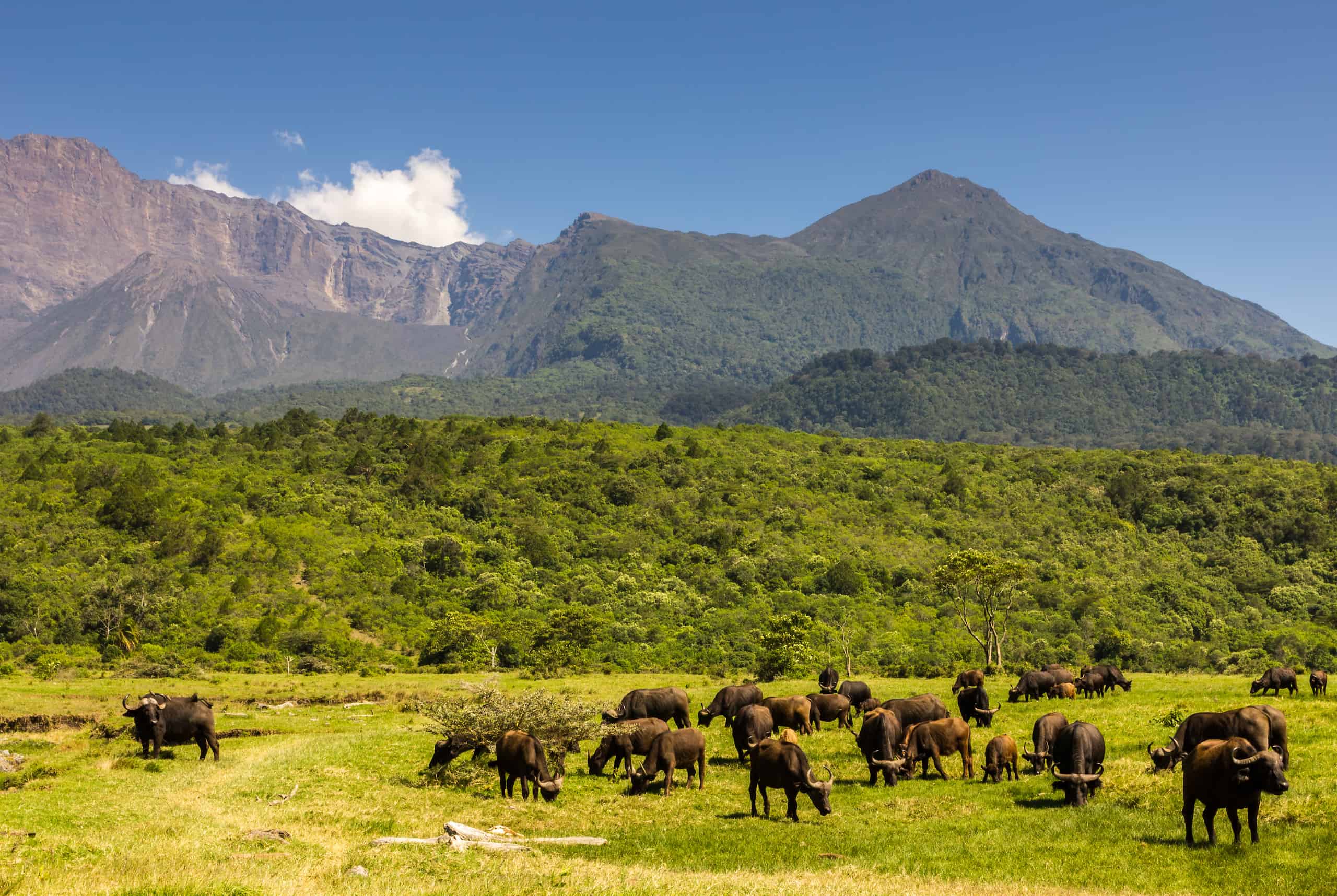 arusha park tour, Best Jungle Safaris in Uganda