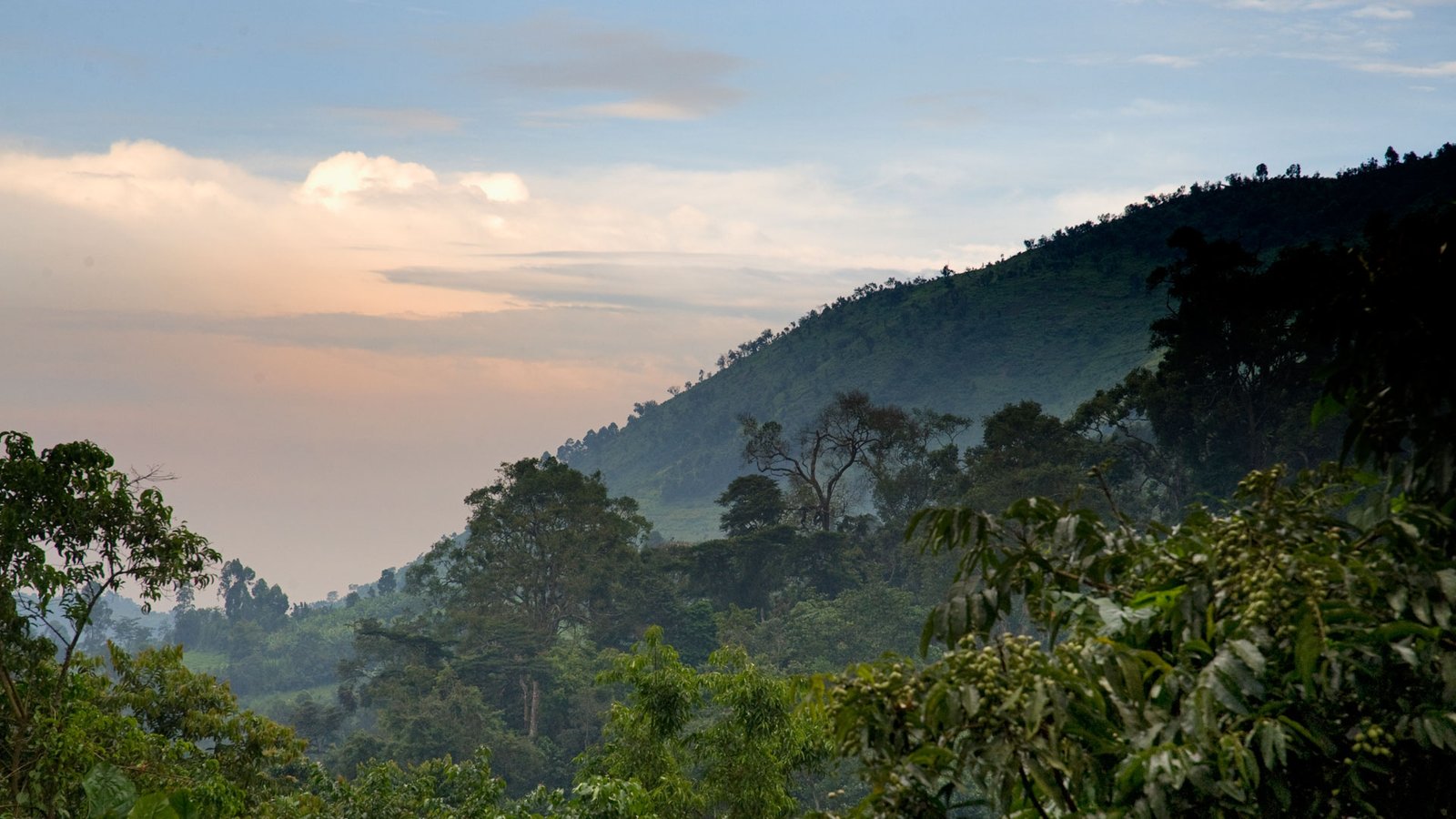 Gorilla Habituation Experience in Uganda