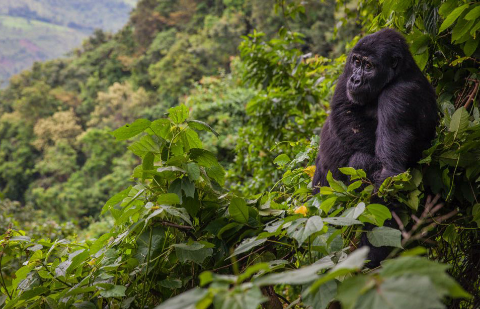 Bwindi gorilla safari
