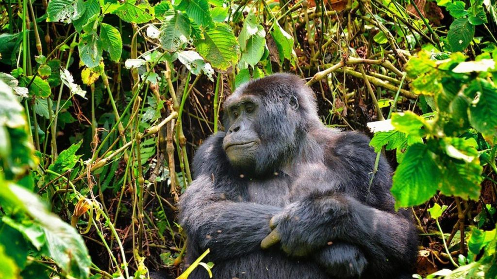 Bwindi gorilla safari
