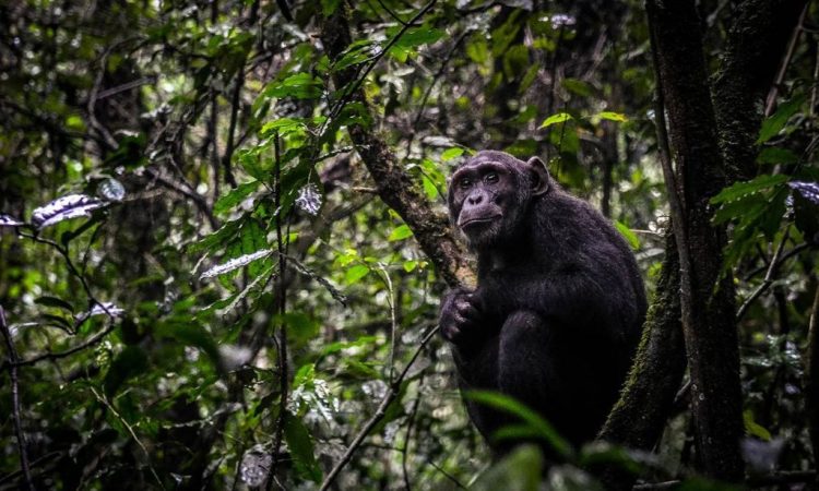 Chimpanzee tracking