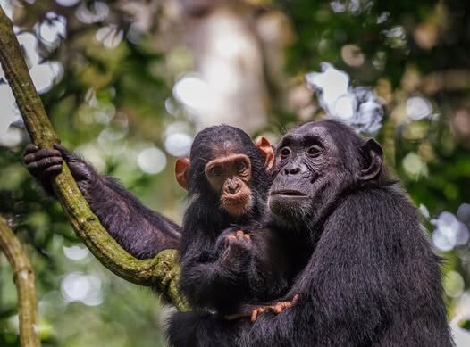 Chimpanzee Conservation in Uganda
