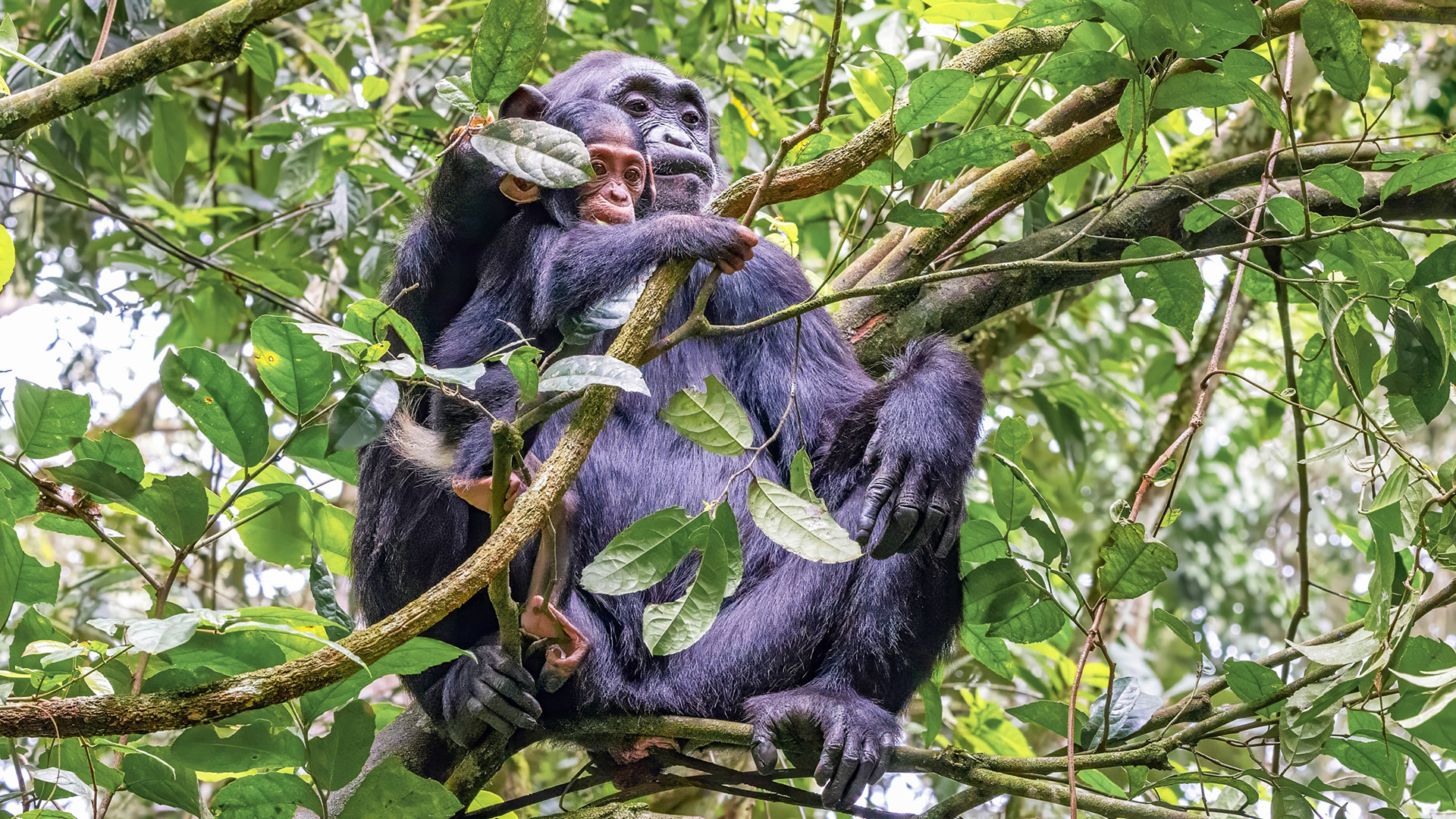 Is Uganda good for safari? Explore gorilla trekking, tree-climbing lions, and Big Five encounters that make Uganda one of Africa's most complete safari destinations.