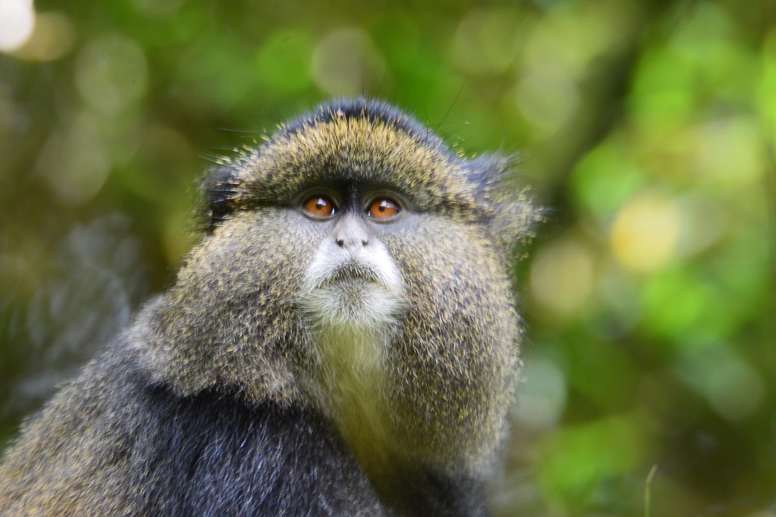 Golden monkey