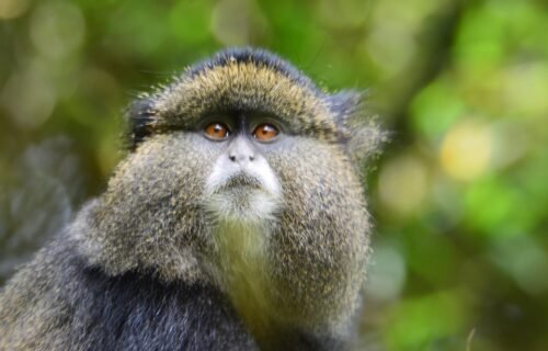 Golden monkeys Rwanda