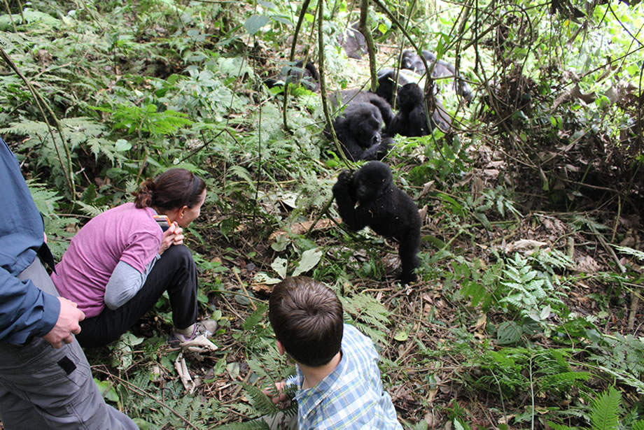Gorilla trekking Bwindi