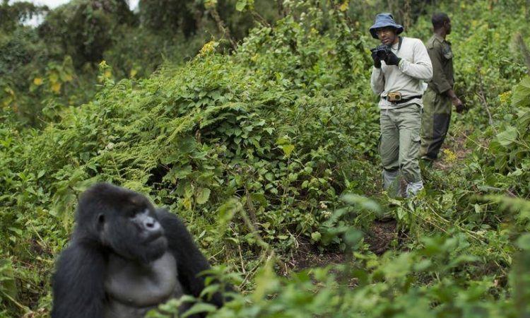 gorilla trek Bwindi