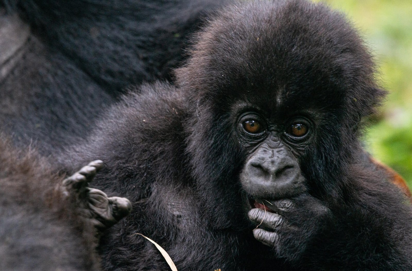 Gorilla trekking in Bwindi