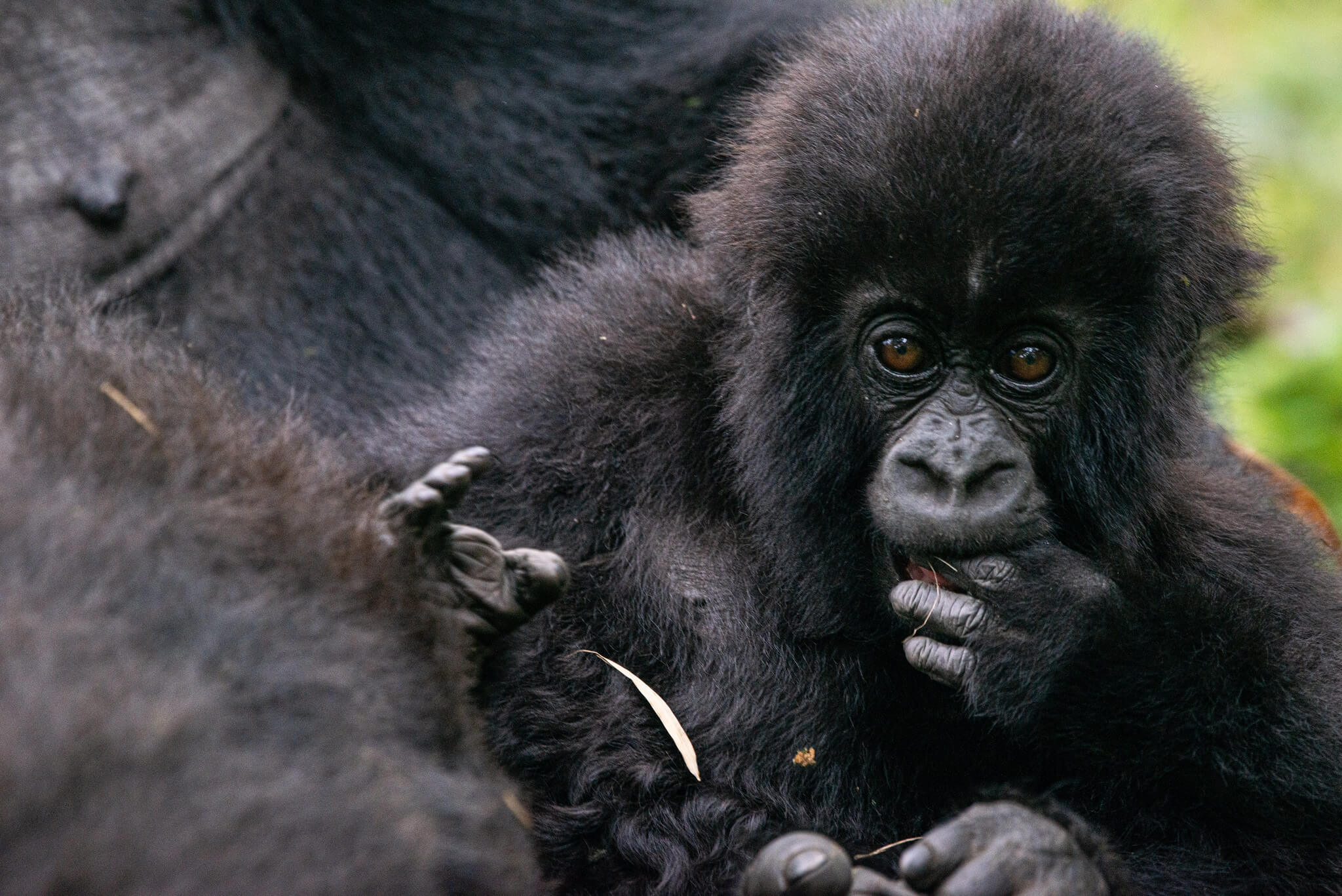 Gorilla trekking in Bwindi