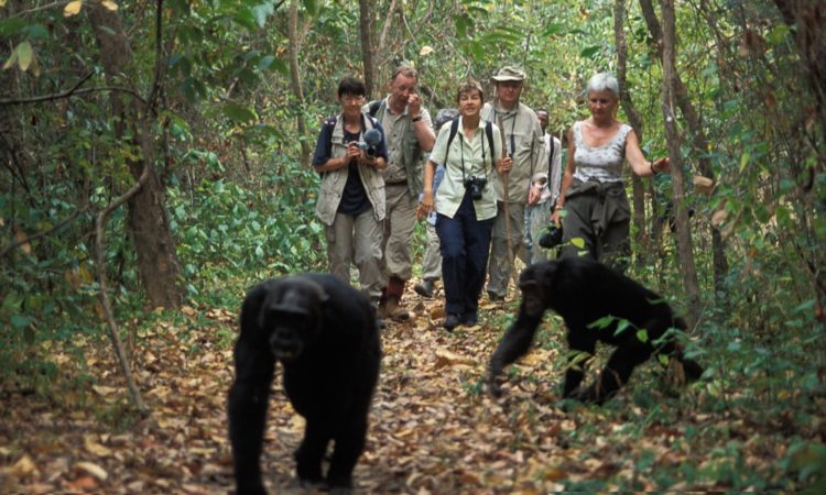 Kibale chimpanzee tracking