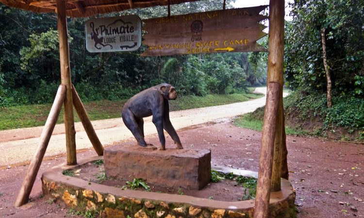 Kibale forest 