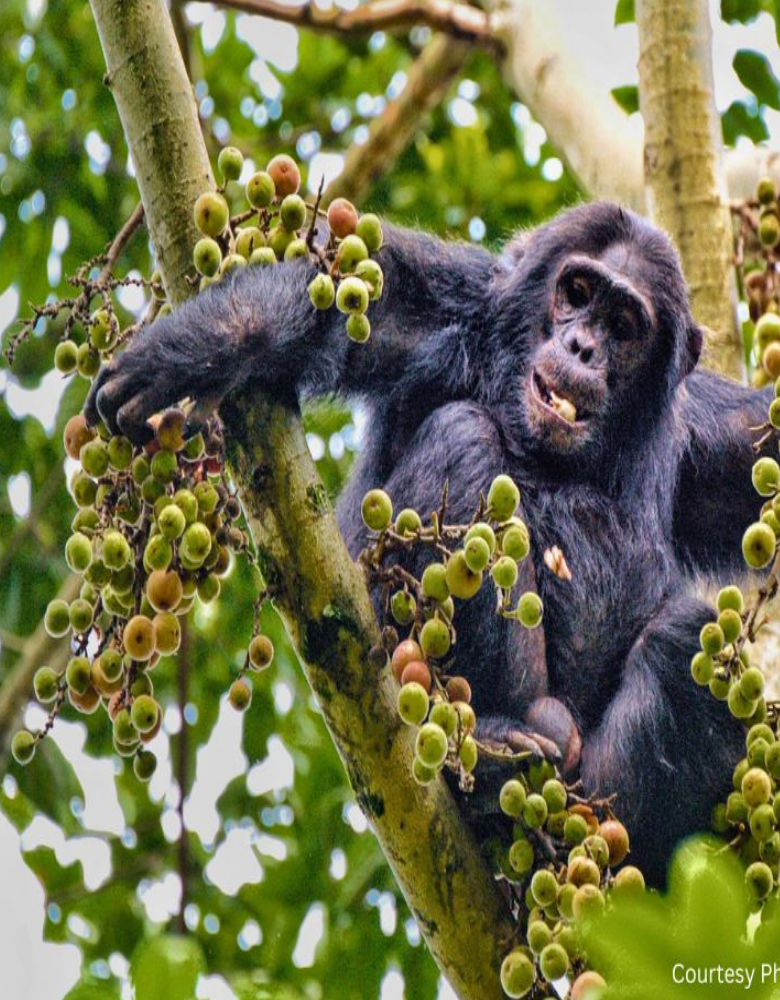 Chimpanzee Conservation in Uganda