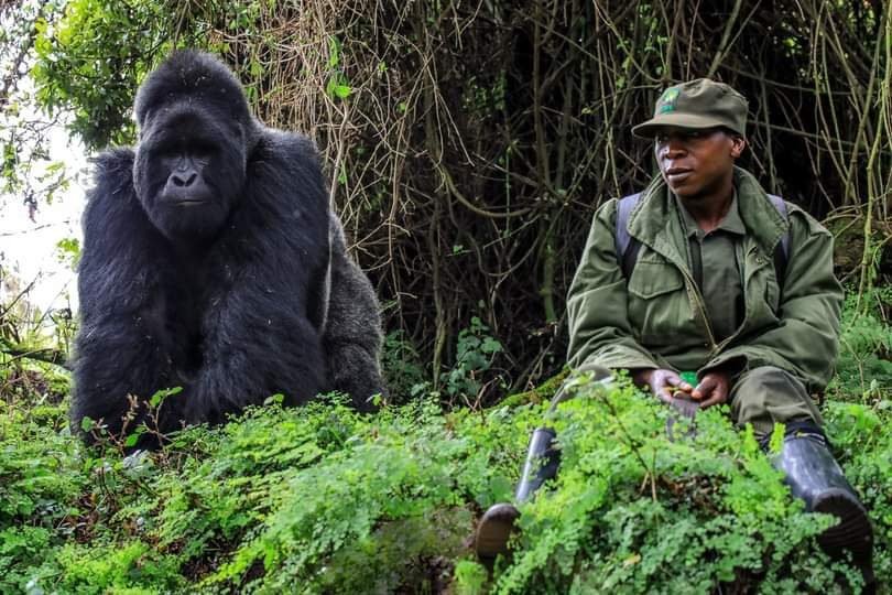 Jewel of the Virungas, 1 Day Gorilla Trekking: Is It Possible?