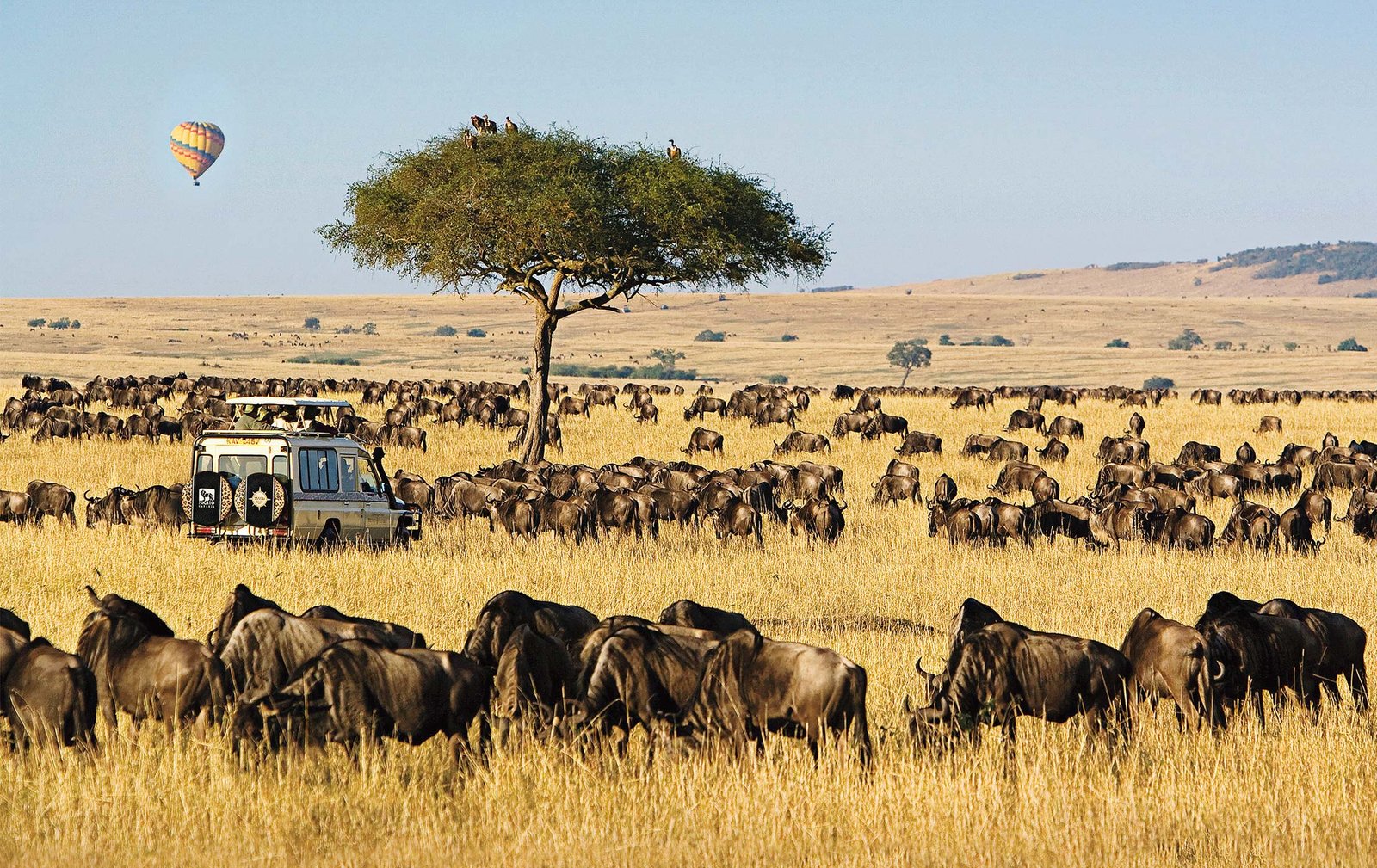 Maasai mara safari Tanzania