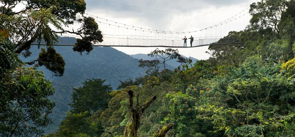 Nyungwe forest