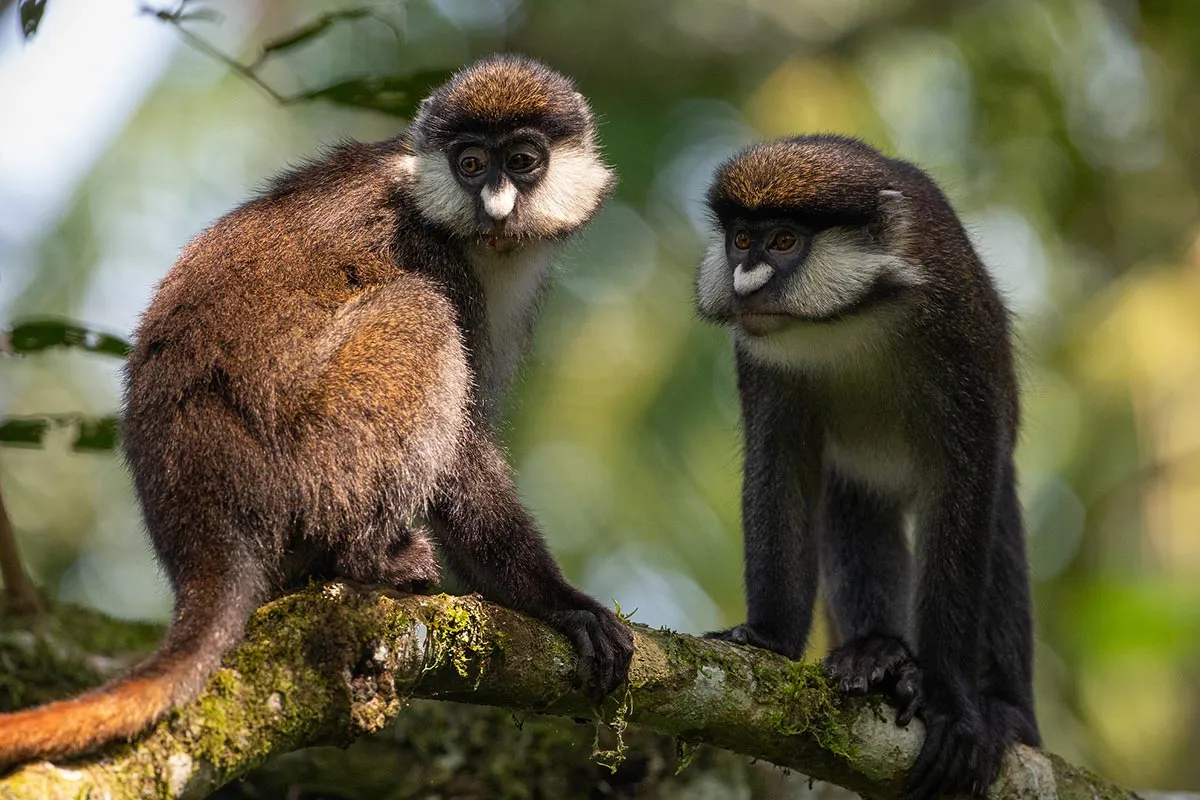 Red tailed monkeys