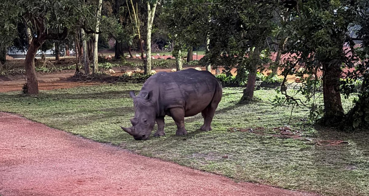 Rhino trekking 