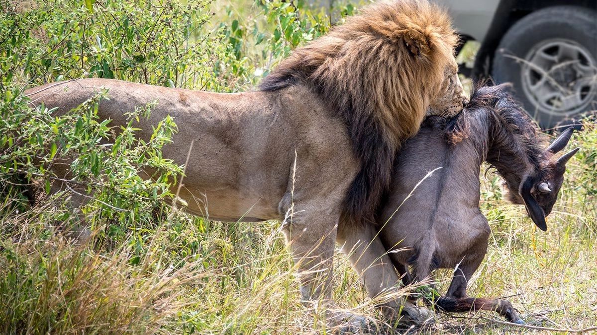 Serengeti safari