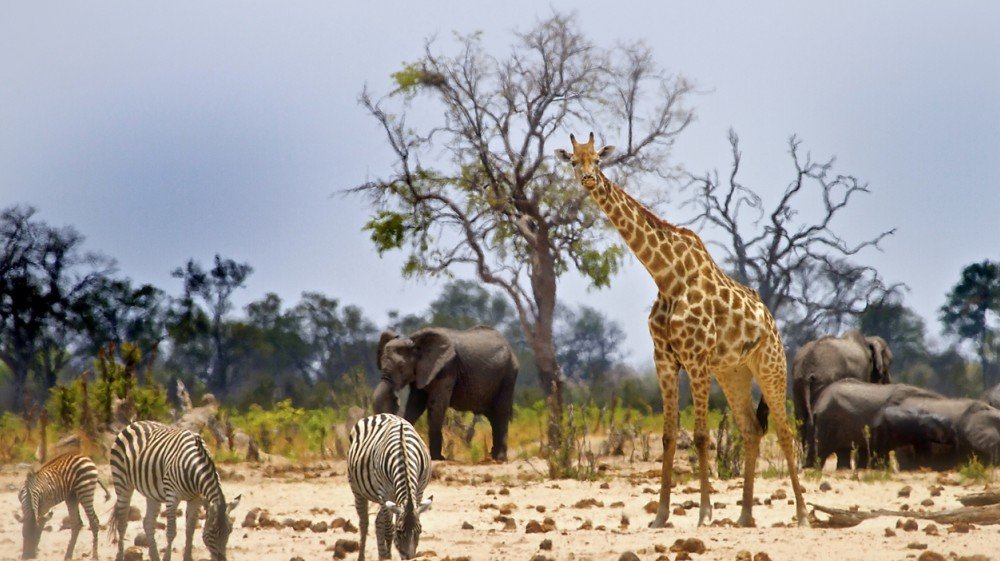 Serengeti wildlife