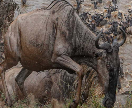 Serengeti National Park, Tanzania