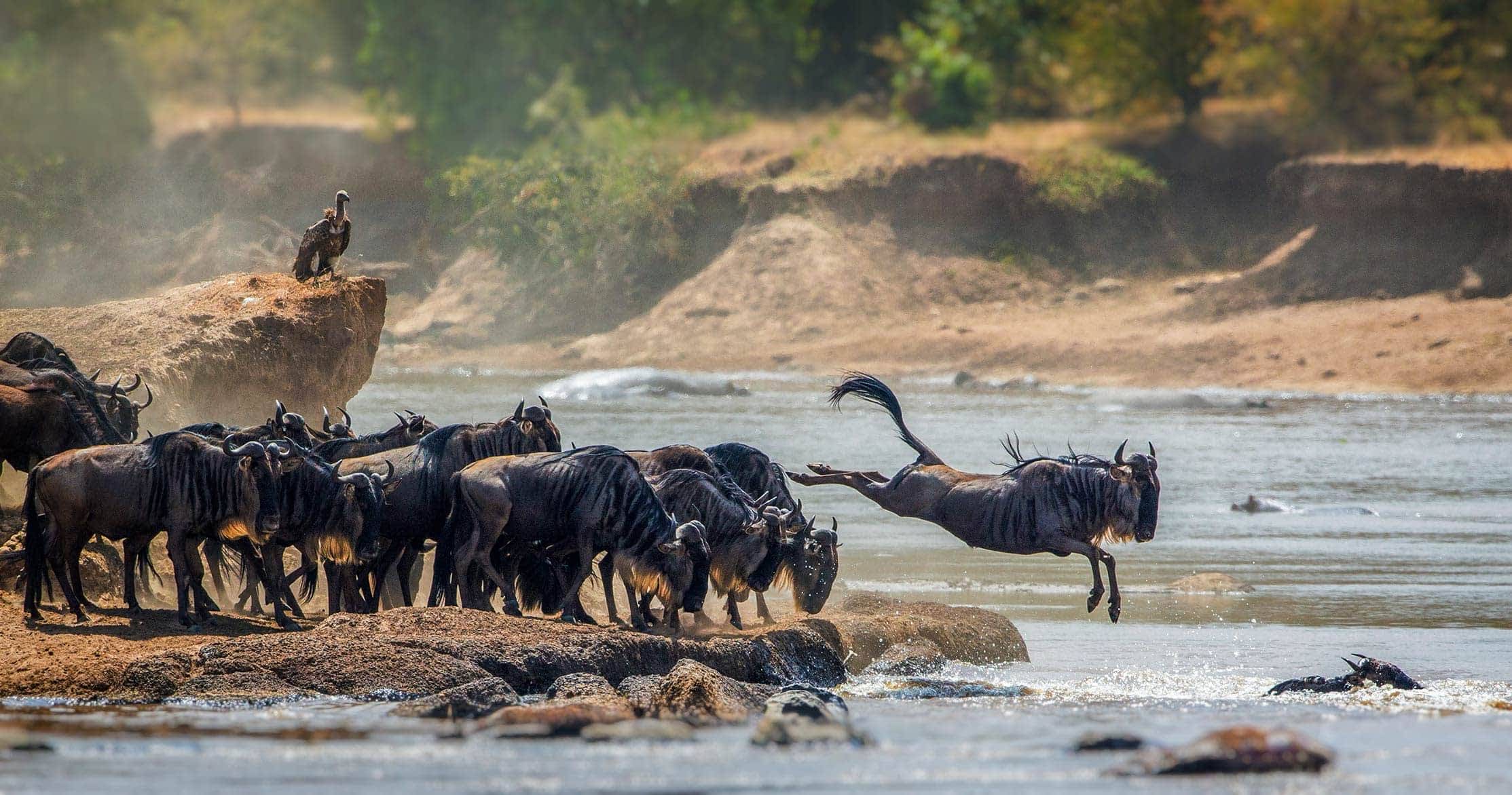 Tanzania safari