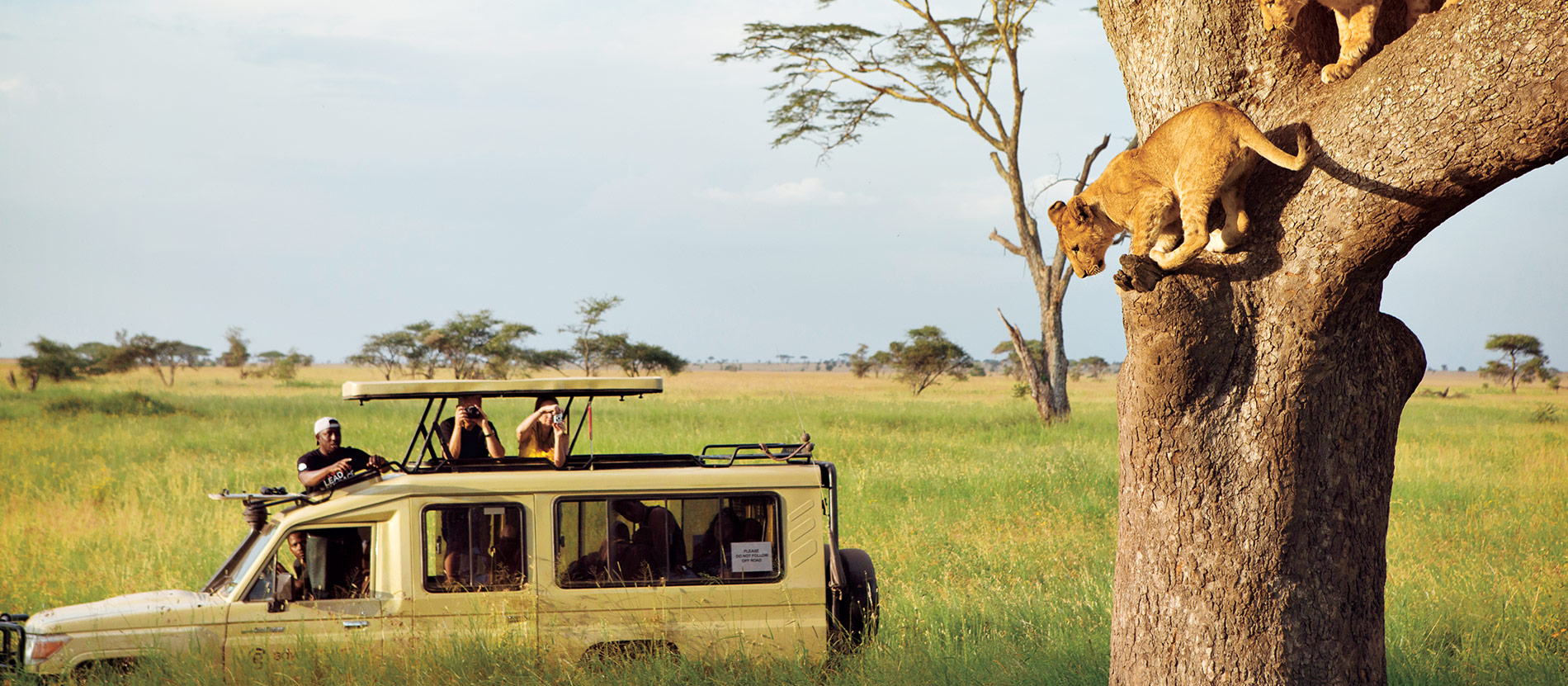 Tanzania wildlife