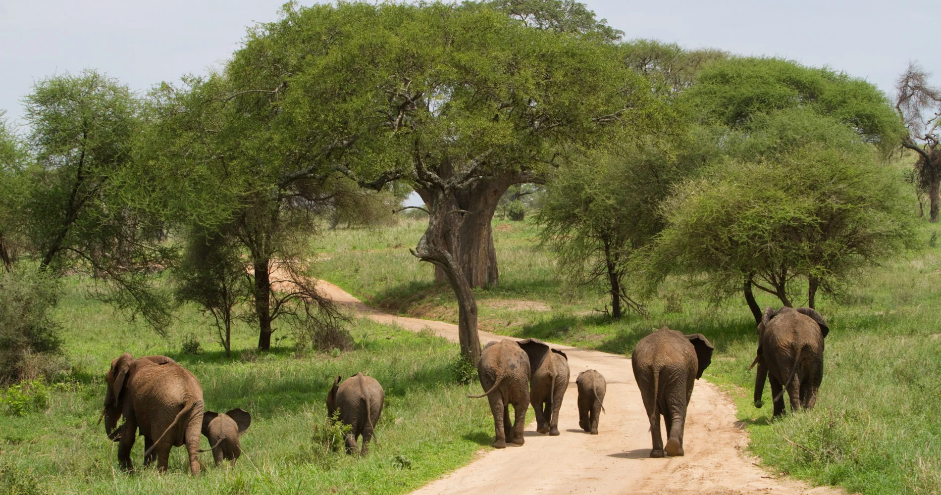 Tarangire national park