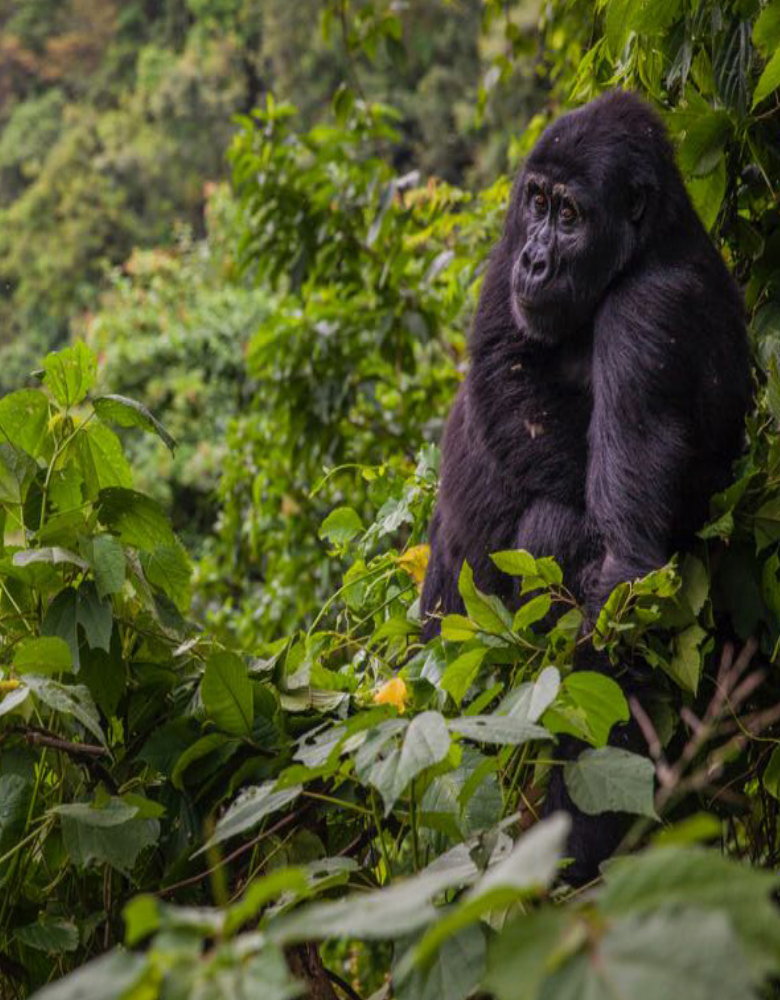 10 Facts About Gorilla Trekking in Rwanda