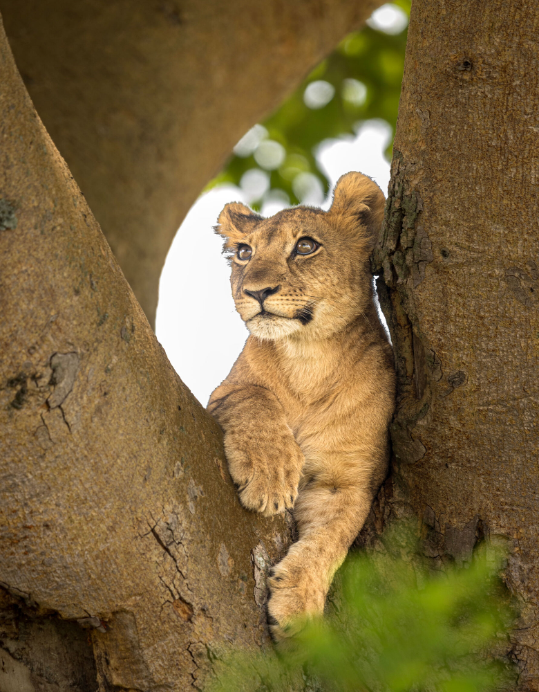 Is Uganda good for safari? Explore gorilla trekking, tree-climbing lions, and Big Five encounters that make Uganda one of Africa's most complete safari destinations.