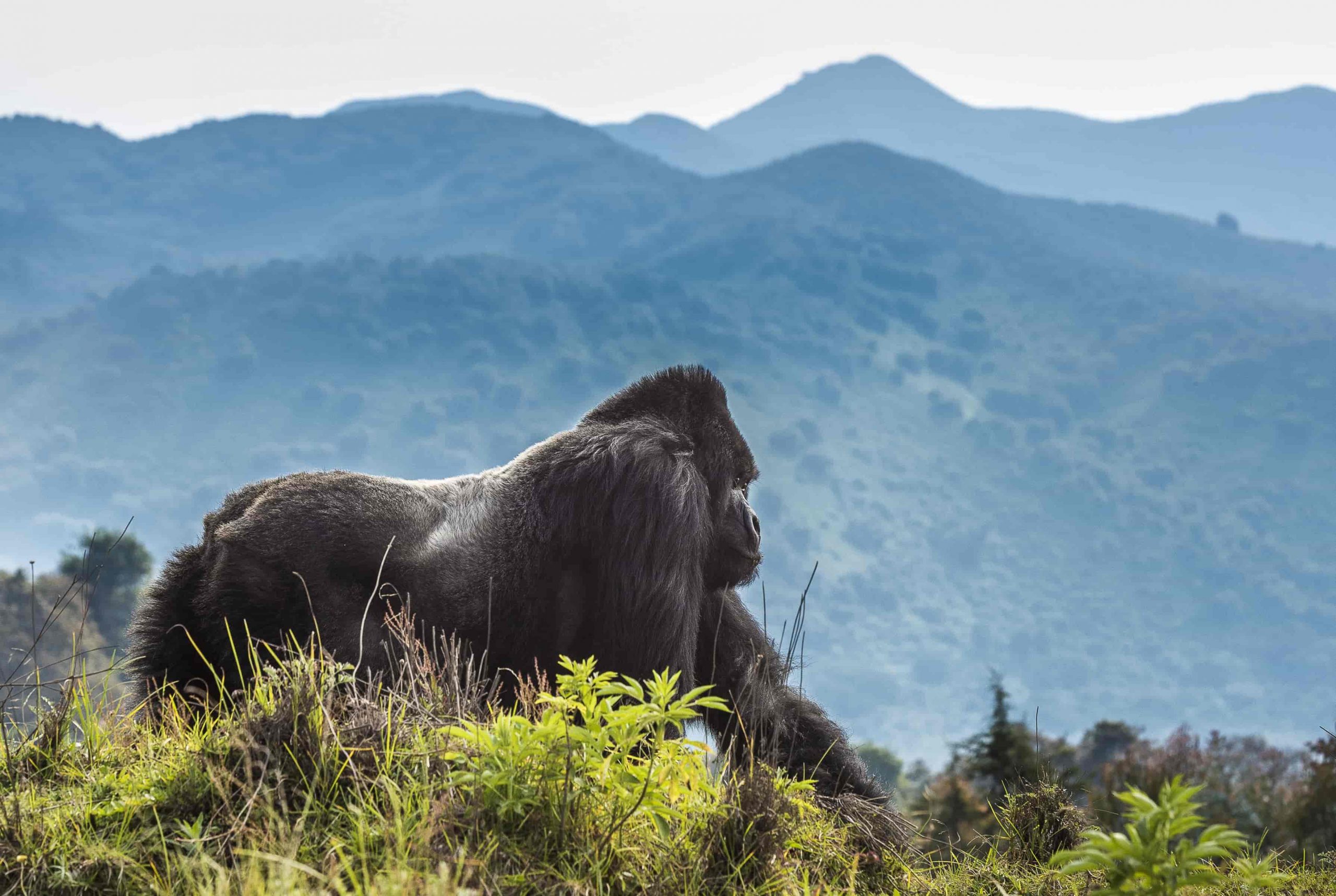 Gorilla safari Volcanoes