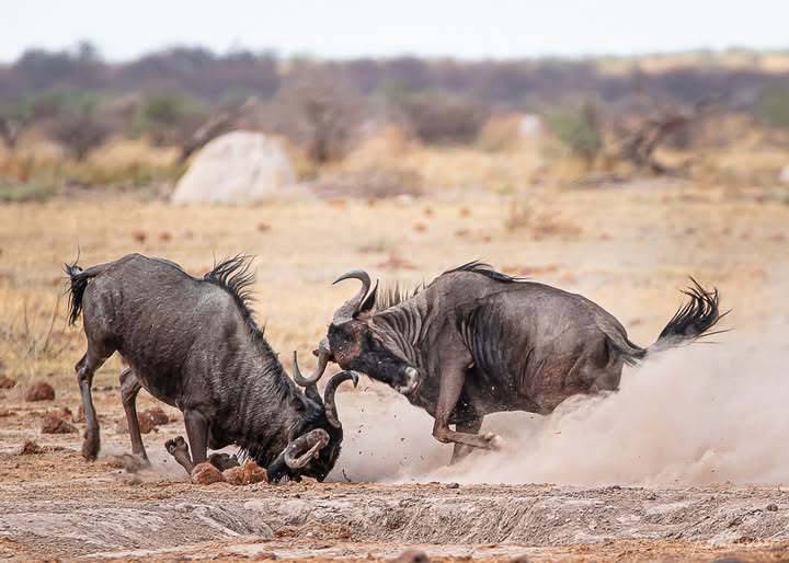 Tanzania tours