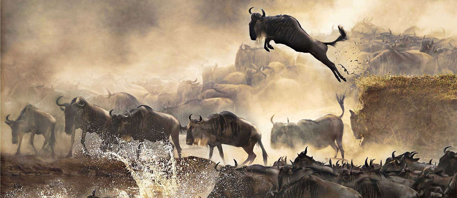 East Africa safaris By Tarec Gorilla Safaris 