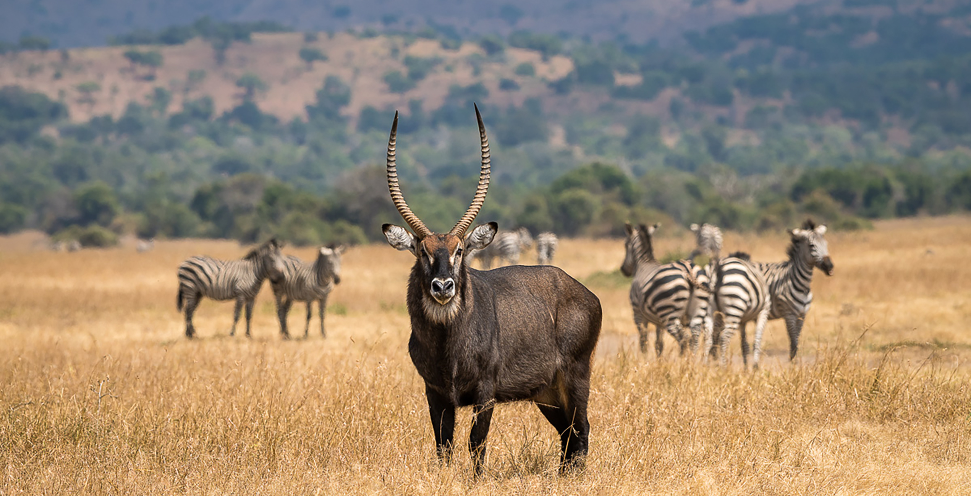 Rwanda safaris