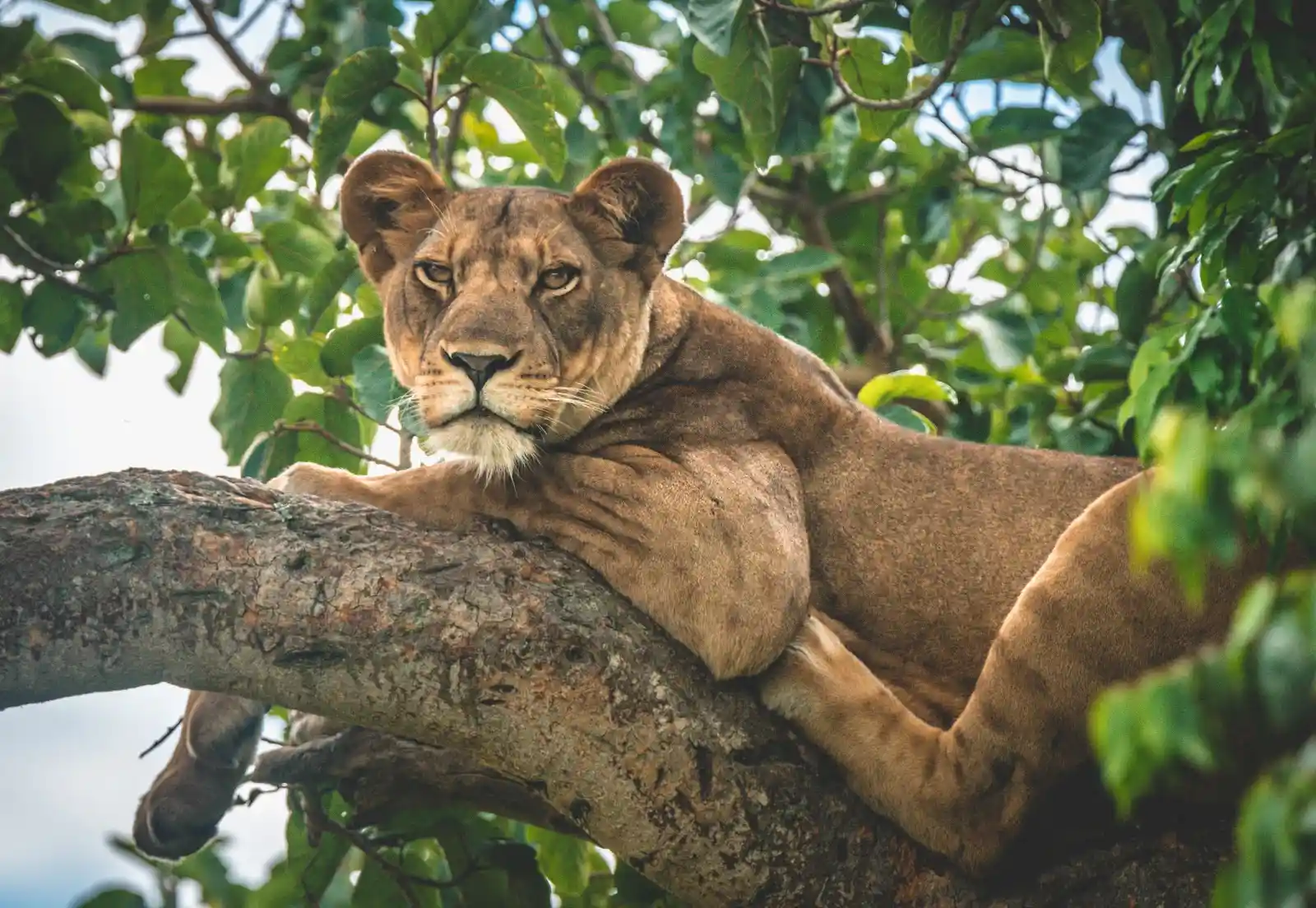 Discover why Uganda is called the Pearl of Africa, from mountain gorillas and wildlife safaris to stunning landscapes, rich culture, and adventure.