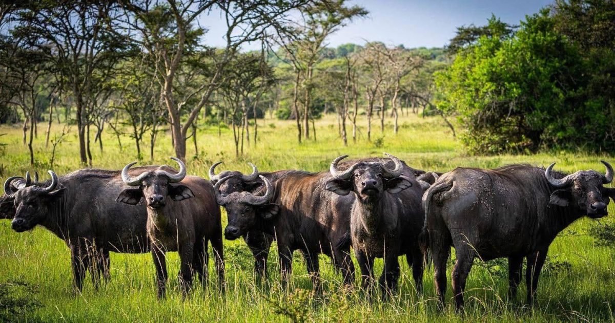 Explore Lake Mburo National Park, Uganda's closest safari destination to Kampala. Enjoy game drives, boat cruises, walking safaris, horseback rides, and rich wildlife.
