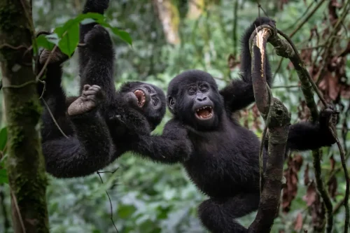 Learn how to book gorilla trekking in Uganda, secure permits, choose lodges, and plan the perfect gorilla safari with Trace Gorilla Safaris.