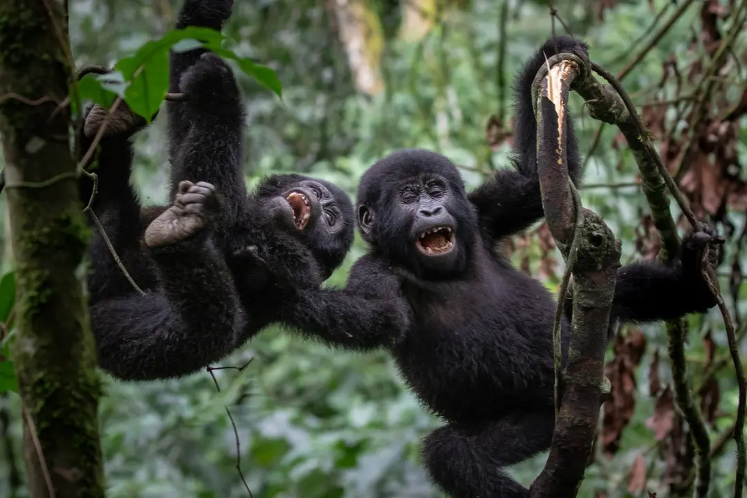 Learn how to book gorilla trekking in Uganda, secure permits, choose lodges, and plan the perfect gorilla safari with Trace Gorilla Safaris.