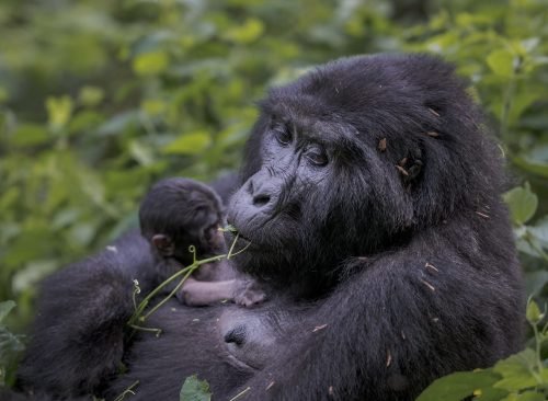 Bwindi Forest | Gorilla Trekking in Uganda