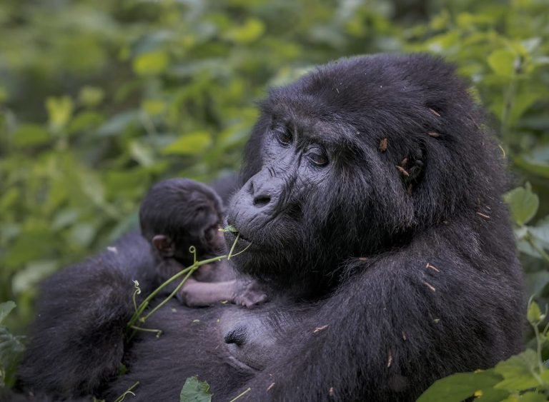 Bwindi Forest | Gorilla Trekking in Uganda