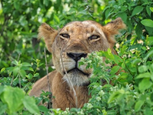 Ishasha tree-climbing lions - 10-day Uganda safari