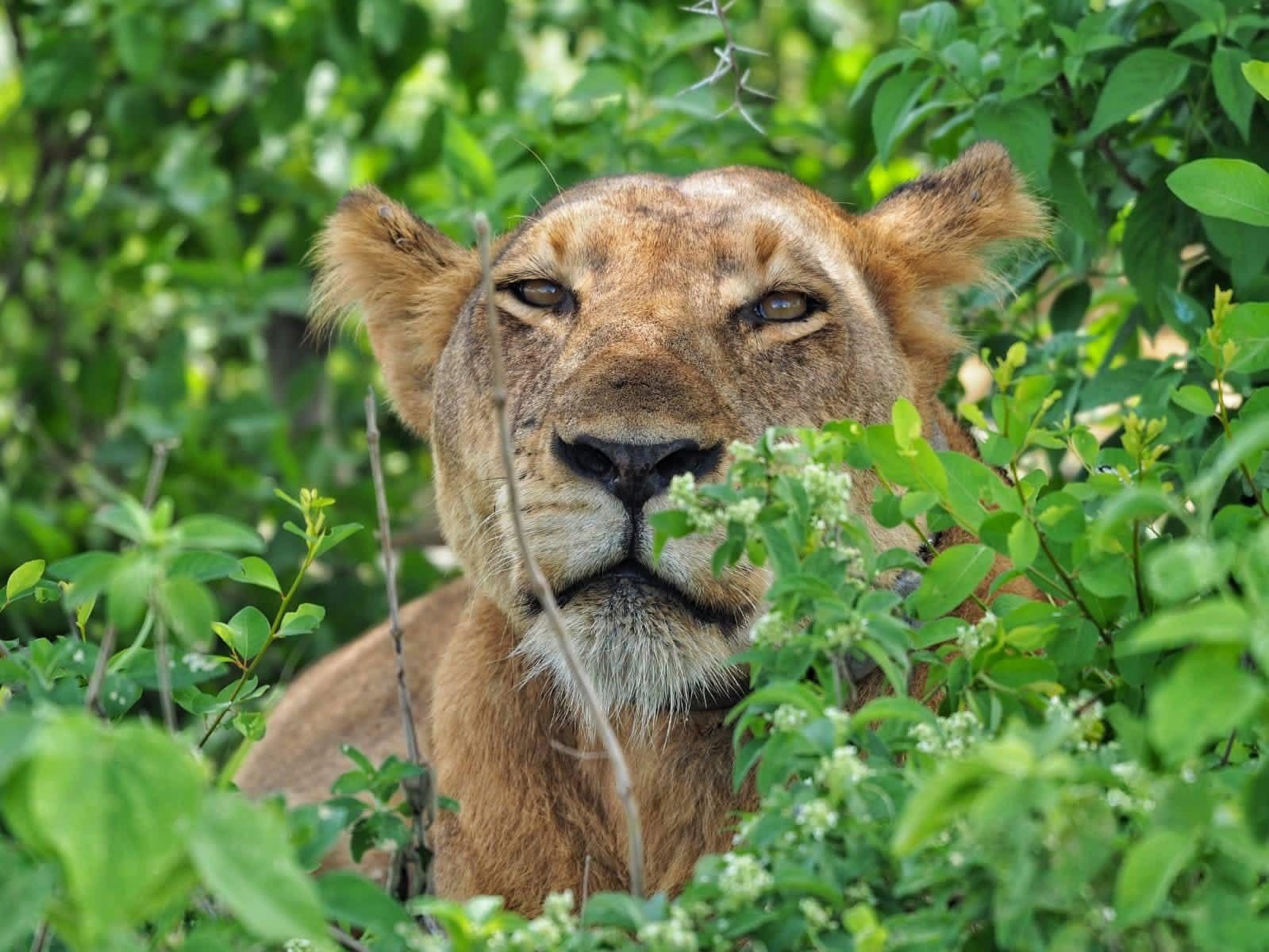 Serengeti plains