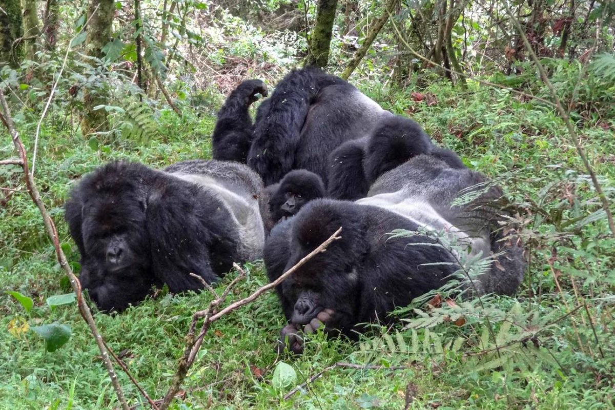 Nyakagezi Gorilla Family,Gorilla Tours in Uganda