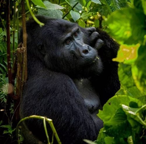 Silverback eating greens - end of safari