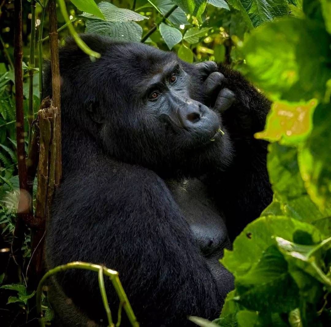 bwindi Forest, Is One-Day Gorilla Trekking Possible in Uganda?