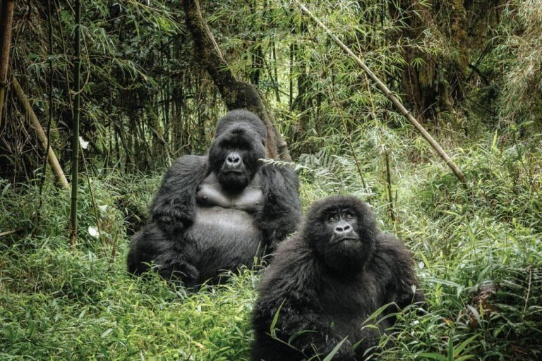 Gorilla Trekking Rwanda