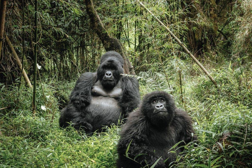 Gorilla Trekking Rwanda