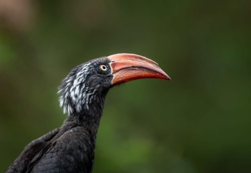 Queen Elizabeth National Park | Uganda Wildlife Safaris