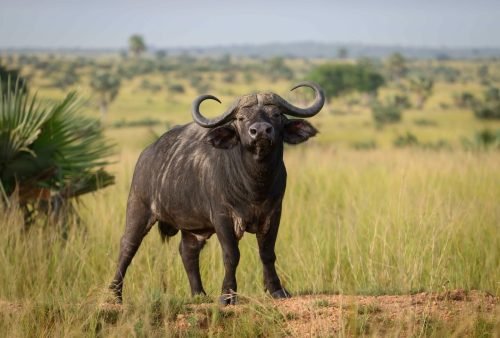 Buffalo watching on game drive - Queen Elizabeth Safari