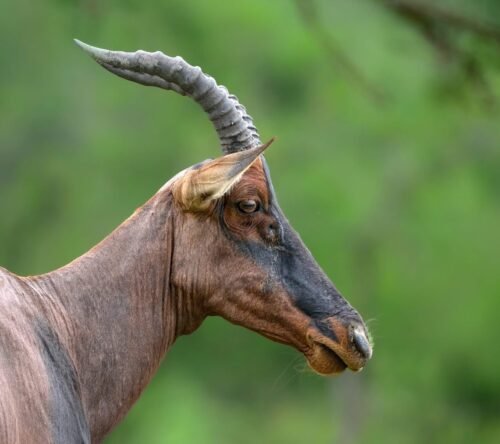 8-Day Classic Uganda Safari